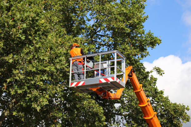 How Our Tree Care Process Works  in  Paulden, AZ