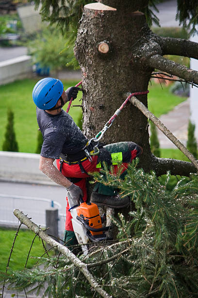 Professional Tree Services in Paulden, AZ